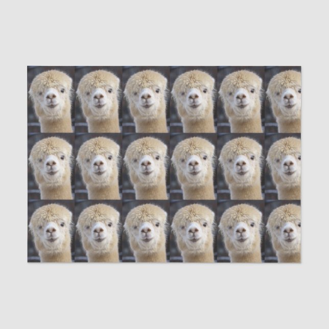 Papel De Seda Um rosto fofo e fofinho de uma alpaca         (Frente )