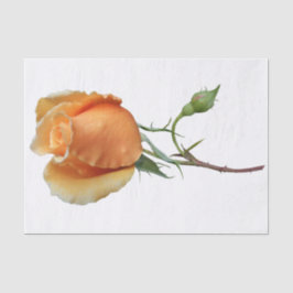 Papel De Seda Um único corte de rosa