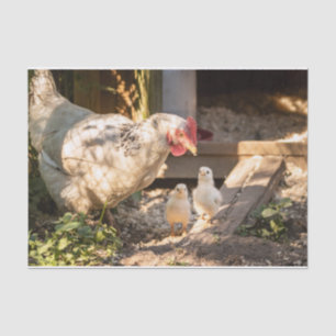 Papel De Seda Uma Mãe Chicken Com Seus Pintinhos