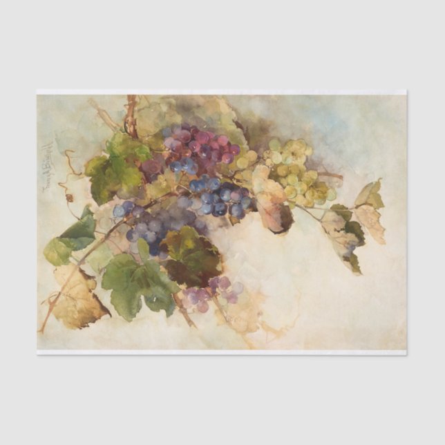 Papel De Seda Uma Vinha de Uvas por Franz Bischoff (Frente )