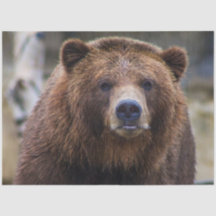 Urso Castanho