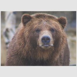 Papel De Seda Urso Castanho