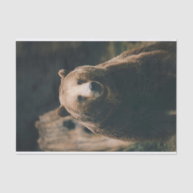 Papel De Seda Urso Grizzly (Frente )