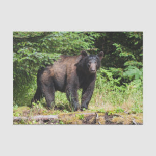 Papel De Seda Urso preto alfa