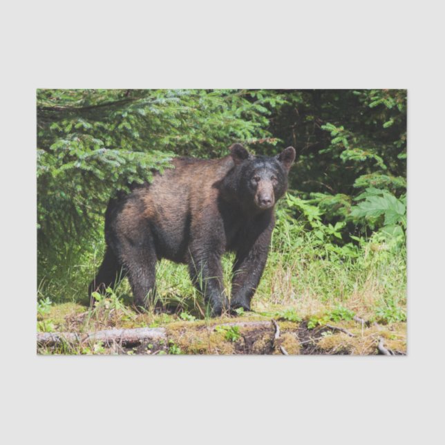 Papel De Seda Urso preto alfa (Frente )