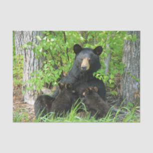 Papel De Seda Urso Preto e Cubos Gêmeos