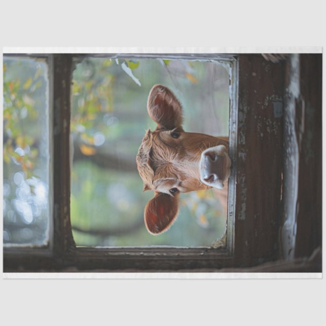 Papel De Seda Vaca curiosa olhando através de uma janela de diss (Frente )