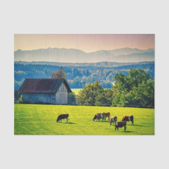 Papel De Seda Vacas Pastando Pacificamente em um Cenário Bucolic (Frente )