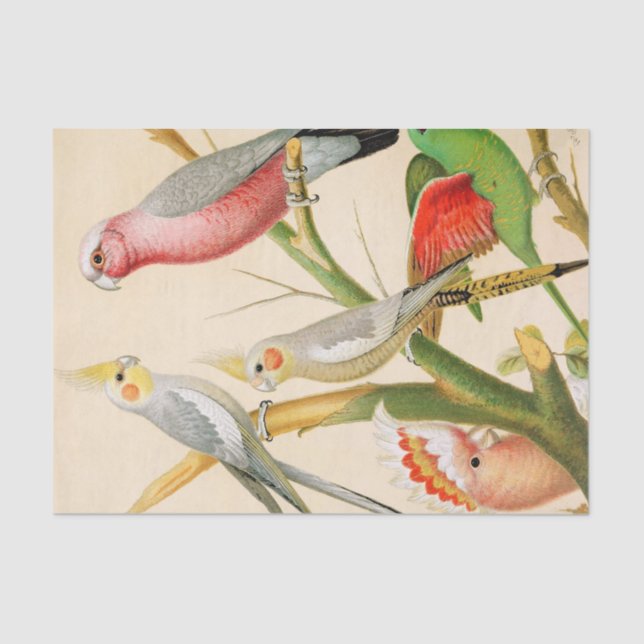 Papel De Seda Vários periquitos, desligamento (Frente )