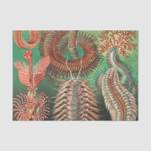 Papel De Seda Vermes, Annelids Chaetopoda, por Ernst Haeckel