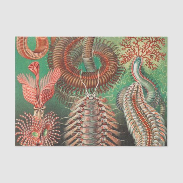 Papel De Seda Vermes, Annelids Chaetopoda, por Ernst Haeckel (Frente )