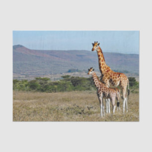 Papel De Seda Vida selvagem Girafa Mãe e Bebê Foto