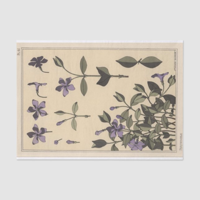 Papel De Seda Vinca, Série de Botânica de Eugene Grasset (Frente )