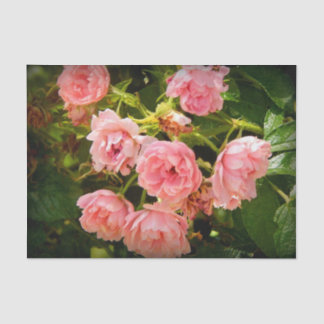 Papel De Seda Vinda acima do tecido do presente dos rosas