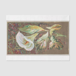 Papel De Seda Vintage Antique Clássico Calla Lily Flower