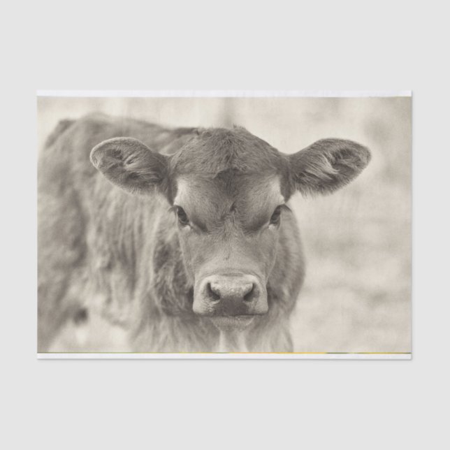 Papel De Seda Vintage Baby Cow Calf Paper (Frente )