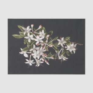 Papel De Seda Vintage Branch of White Azaleas in Bloom