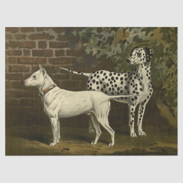 Papel De Seda Vintage Bull Terrier e Dalmatian (Frente )