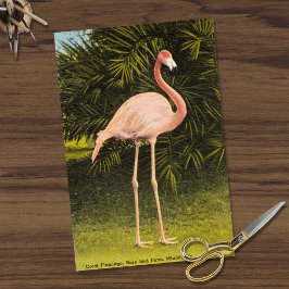 Papel De Seda Vintage Coral Flamingo em Miami FL Rare Bird Fazen