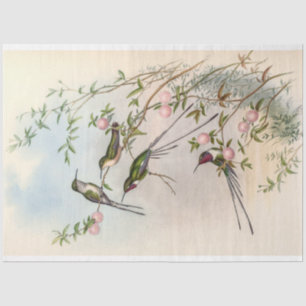 Papel De Seda Vintage Cute Hummingbird por John Gould