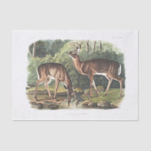 Papel De Seda Vintage de desoupage de veados comuns ou virginian