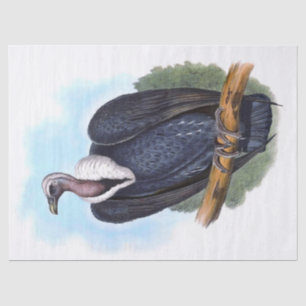Papel De Seda Vintage - Desacoplamento De Aves Abutre-Rumped