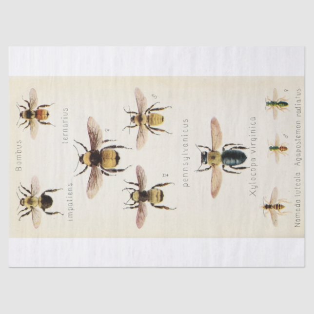 Papel De Seda Vintage Ephemera Script Bee Decoupage (Frente )