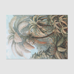 Papel De Seda Vintage Ernst Haeckel Palm Trees Poster