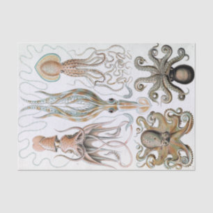 Papel De Seda Vintage Ernst Haeckel Squids e Octopus Poster