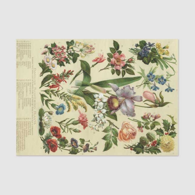 Papel De Seda Vintage Floral Botânico (Frente )