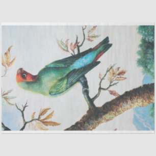 Papel De Seda Vintage, França, País de Dissociação de Aves Tropi