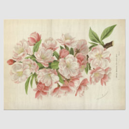 Papel De Seda Vintage Francês Floral Ephemera, Cor-de-Rosa