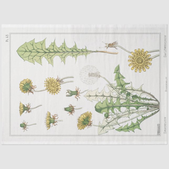 Papel De Seda vintage french dandelion impressão (Frente )