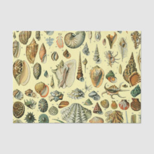 Papel De Seda Vintage Mollusk Shell Seashell Art