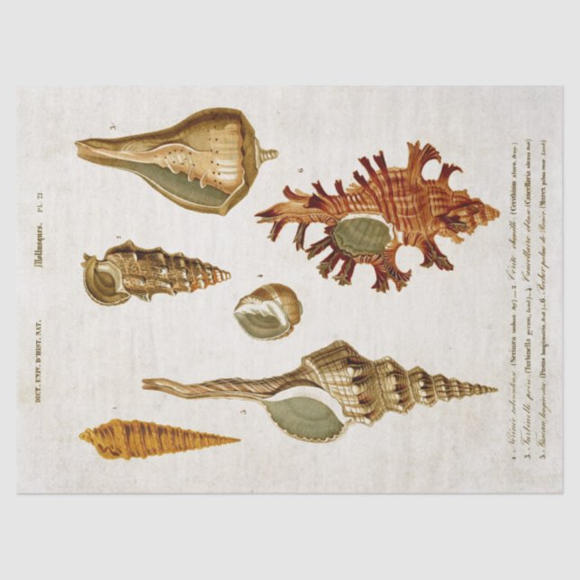 Papel De Seda Vintage Mollusks Decoupage (Frente )