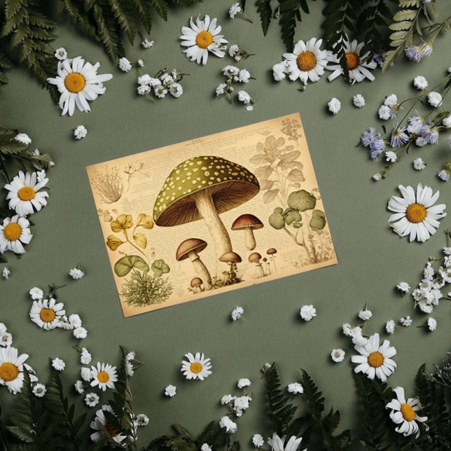 Papel De Seda Vintage Mushroom Decoupage Paper (Criador carregado)