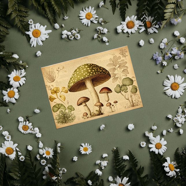 Papel De Seda Vintage Paper Mushroom frenage Decoupage (Criador carregado)