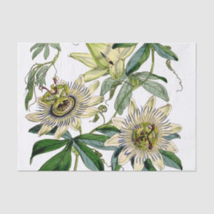 Papel De Seda Vintage Passion Flower Vine