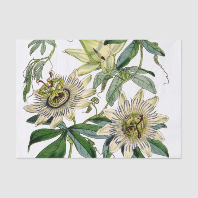 Papel De Seda Vintage Passion Flower Vine (Frente )