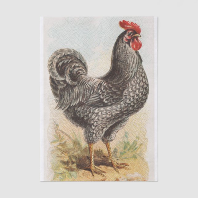 Papel De Seda Vintage Plymouth Rock Chicken Decoupage (Frente )
