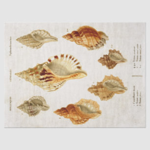 Papel De Seda Vintage Scientific Mollusk Illustration Decoupage