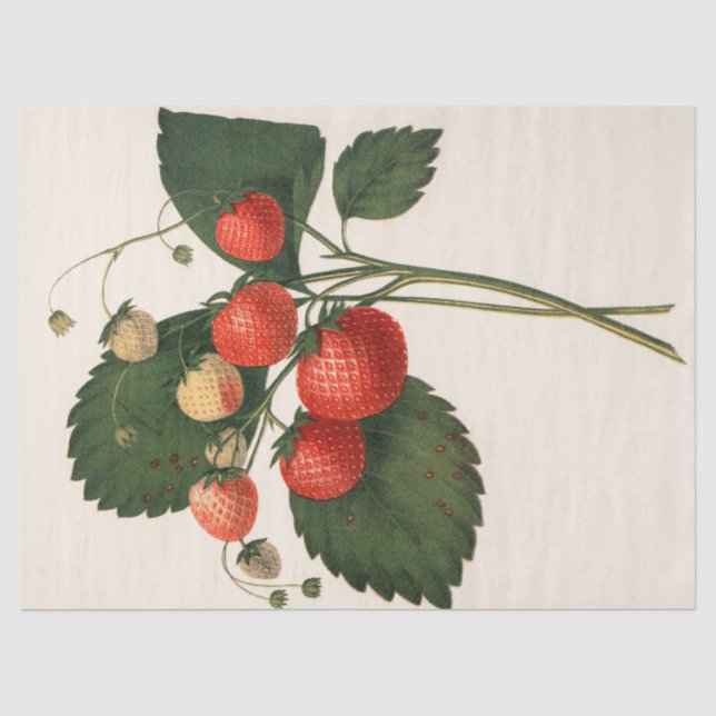 Papel De Seda Vintage Strawberry (Frente )