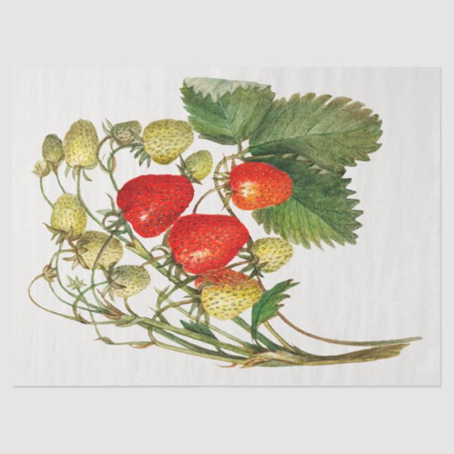 Papel De Seda Vintage Strawberry Branch (Frente )