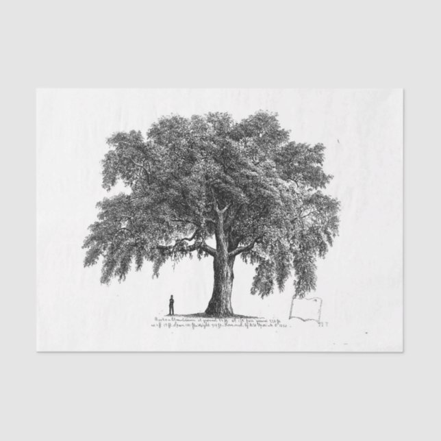 Papel De Seda Vintage Tree Ephemera Decoupage (Frente )