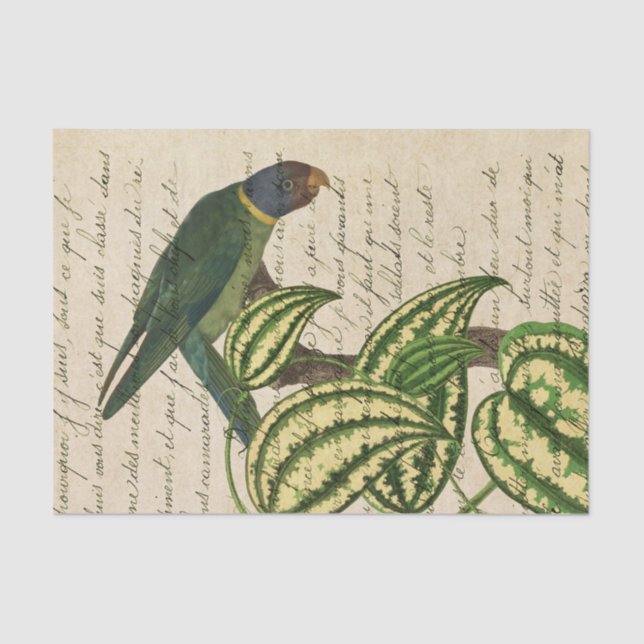 Papel De Seda Vintage Tropical Parrot (Frente )