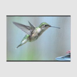 Papel De Seda Voo Verde de Hummingbird Foto de Vida Selvagem