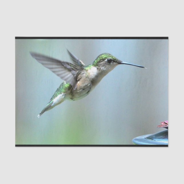 Papel De Seda Voo Verde de Hummingbird Foto de Vida Selvagem (Frente )