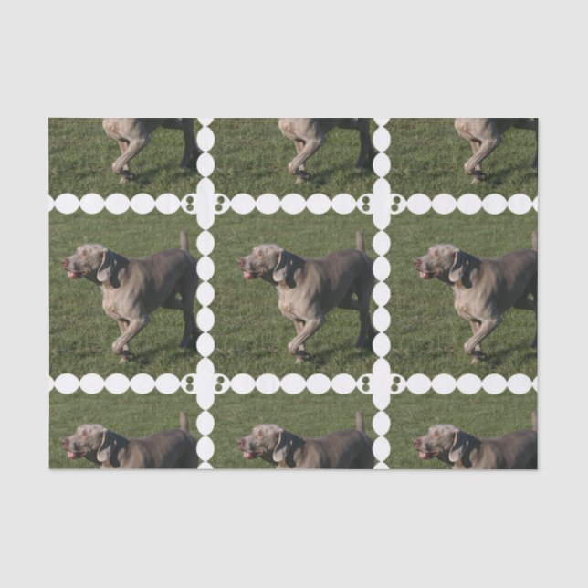 Papel De Seda weimaraner-6 (Frente )