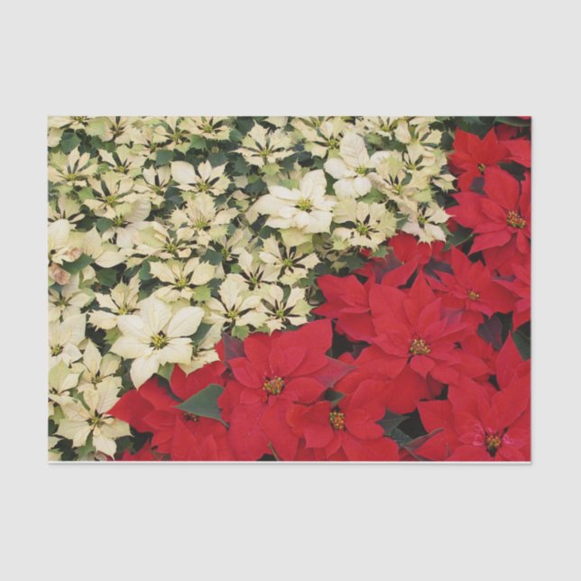 Papel De Seda White e Red Poinsettias I Feriado Floral (Frente )