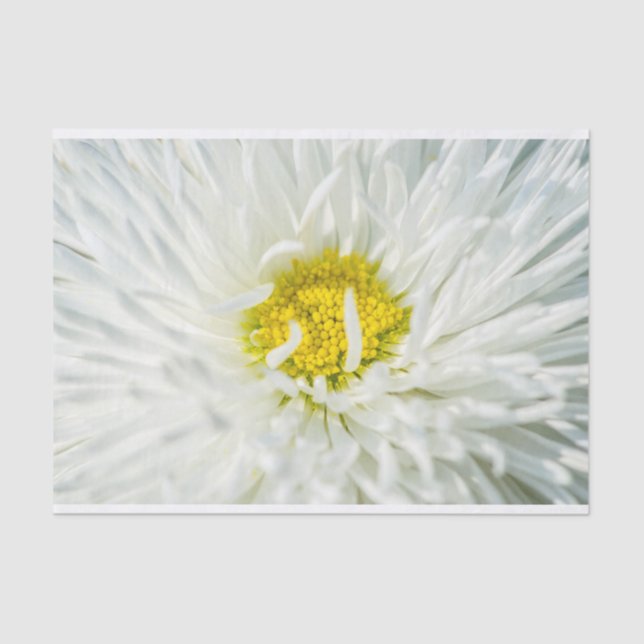 Papel De Seda White English Daisy Flower (Frente )